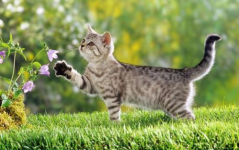娱乐吃瓜酱社恐猫咪,社恐猫咪的娱乐吃瓜日常