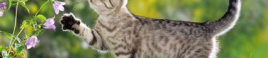 娱乐吃瓜酱社恐猫咪,社恐猫咪的娱乐吃瓜日常