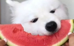 娱乐吃瓜酱萨摩耶,揭秘娱乐圈那些不为人知的幕后故事