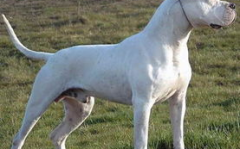 杜高犬打架,揭秘猛犬的战斗本能与驯养挑战