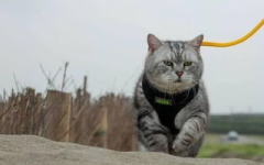 猫咪再见娱乐吃瓜酱,揭秘喵星人派对游戏的欢乐盛宴