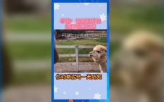 吃瓜娱乐群众2号,揭秘娱乐圈幕后故事