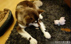 娱乐吃瓜酱救狗还是救人