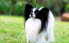 蝴蝶犬,优雅小巧的伴侣犬，忠诚活泼的守护者
