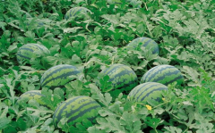 嘉禾望岗娱乐吃瓜地,揭秘网红聚集地的幕后故事