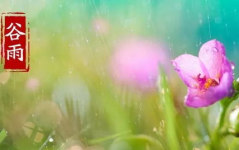 谷雨古诗词,古诗词中的春光与农事