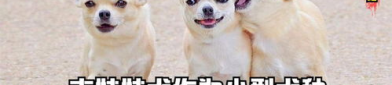 小型犬种,探索可爱宠物的世界