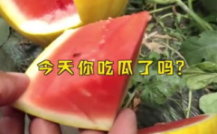 娱乐吃瓜起什么名字,揭秘明星幕后吃瓜大揭秘